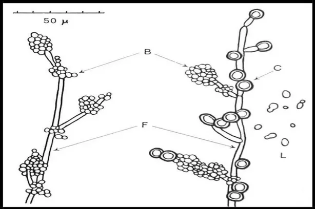 Figure 1 : Morphologie de Candida et de Candida albicans. L : blastospores et  blastospores bourgeonnantes, B : amas de blastospores, F : filaments mycéliens,  C : chlamydospores caractéristiques de  Candida  albicans