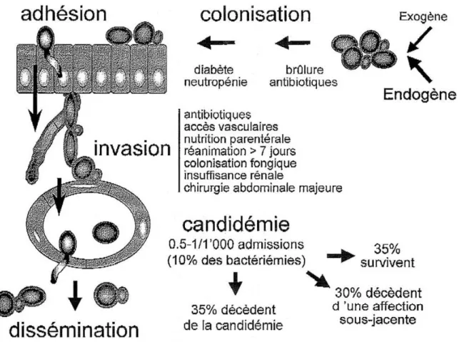 Figure 8 : Pathogénie des infections à Candida (24). 