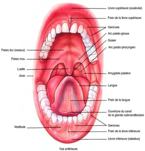 Figure 2: Vue antérieure de la cavité buccale 