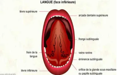 Figure 6 : image de  la face inférieure de la langue  Muscles de la langue : 