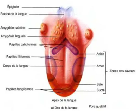 Figure 9 : image des bourgeonts du gout et des papilles linguales 
