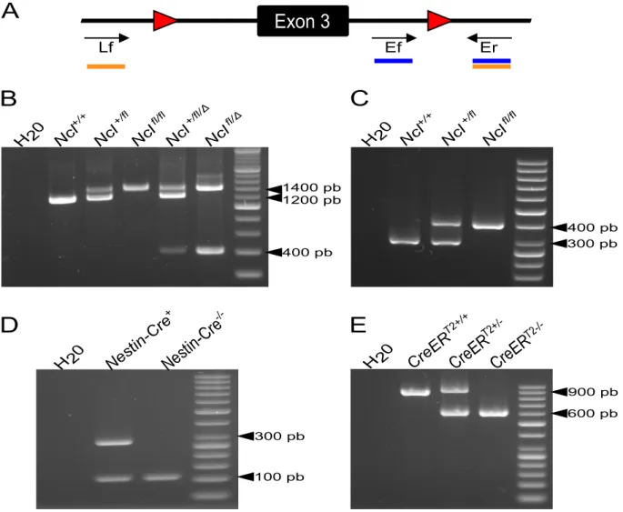 Figure 11 - Résultats des PCR de génotypage des échantillons.  