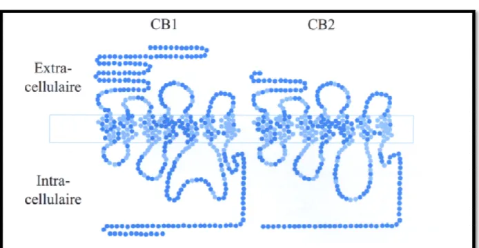 Figure 6 : structure molécula