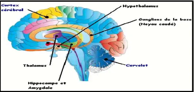 Figure 8: Structure cérébrale et système limbique
