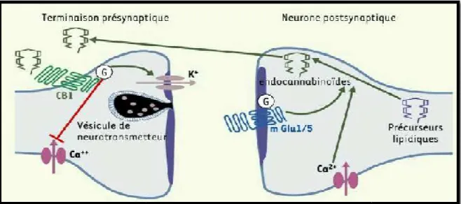 Figure 9: Mécanisme d’action synaptique
