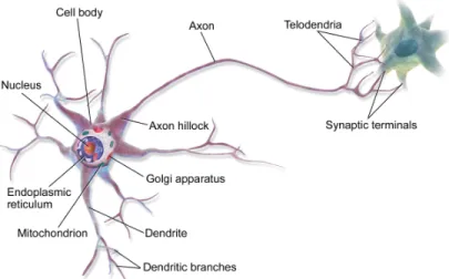 Figure 1: Neuron (source: Wikipedia).