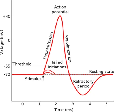 Figure 2: Action potential (source: Wikipedia).