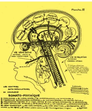 Fig. 3  l  Georges Quertant portrait of the central auto- auto-regulatory systems or the somato-psychological complexFig