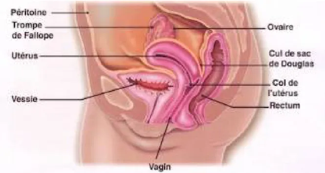 Figure 10: Anatomie du pelvis[7] 