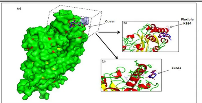 Figure  25 :  L'interaction  entre  les  AGLCs  et  la  CD36  avec  flexibilité  de  résidus  de  leur  portail