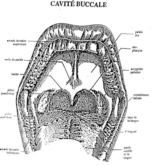 Figure 3 : La cavité buccale, dictionnaire d'orthophonie (1).