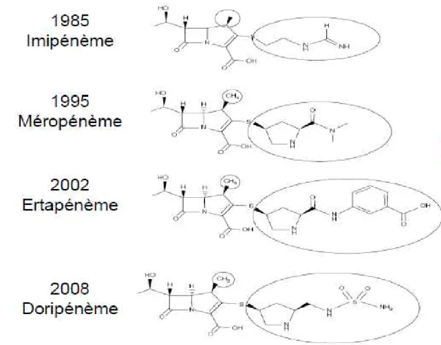 Figure 2. Structure des carbapénèmes  [6] 