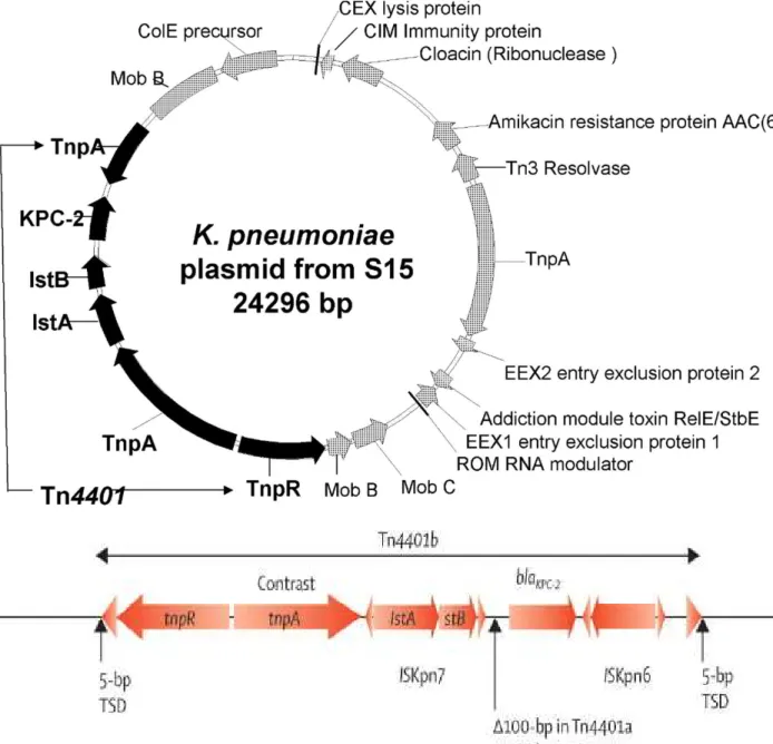 Figure 4:  Annotation  partielle  de  la  pleine  longueur  de  24,3  kb  du   plasmide  portant bla KPC-2 associé à Tn 4401 de K