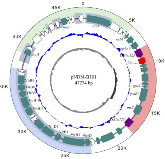 FIGURE 5 : Carte circulaire du plasmide PNDM-BJ01 chez  Acinetobacter.  Le bla NDM- NDM-1 gène  et  l'élément  d'insertion  ISAbaNDM-125 sont  colorés  de  rouge  et  de  pourpre,  respectivement