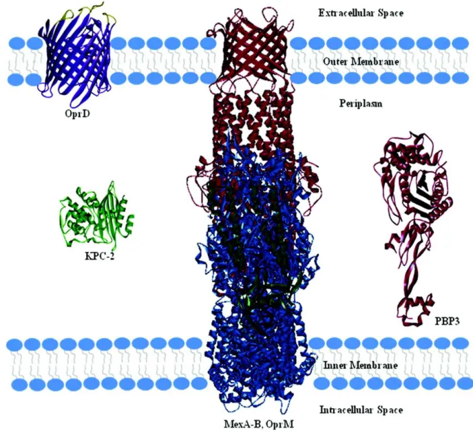 FIG. 7.  Structures  cristallines  de  la  carbapénèmase,  KPC-2  (Protein  Data  Bank  [APB]  identifiant  2OV5),  présente  dans  le  périplasme, P