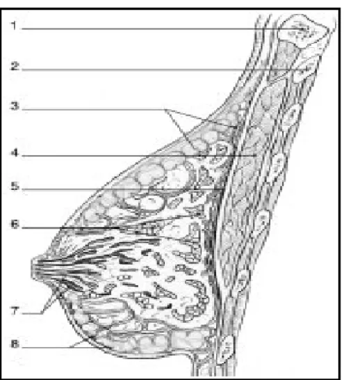 Figure 4 : Anatomie de la glande mammaire(4) 
