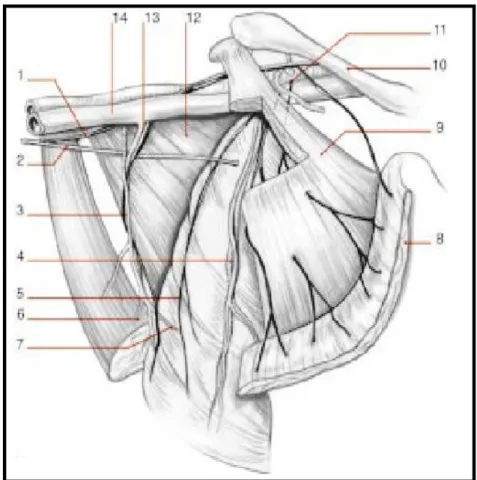 Figure 5 : Anatomie de l’aisselle(5) 