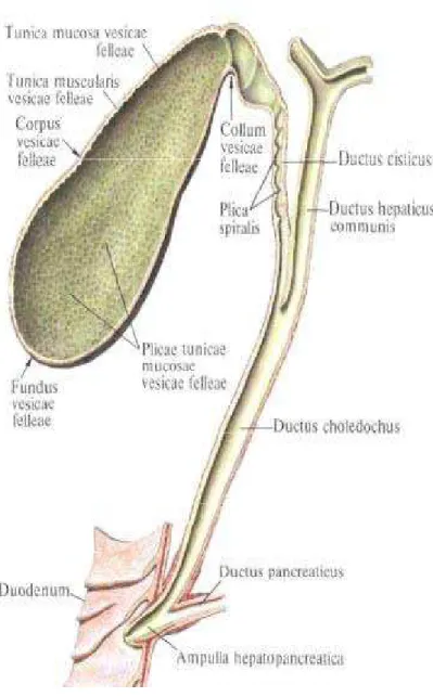Figure 11 : Vésicule biliaire et conduits extra-hépatiques [25] 