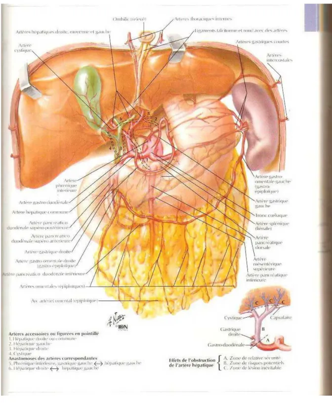 Figure 12 : Vascularisation artérielle de la vésicule biliaire [26] 
