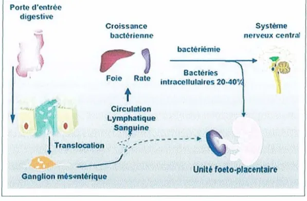 Figure 2 : Diffusion de Lm après pénétration par voie digestive, vers le fœtus ou le système nerveux central.