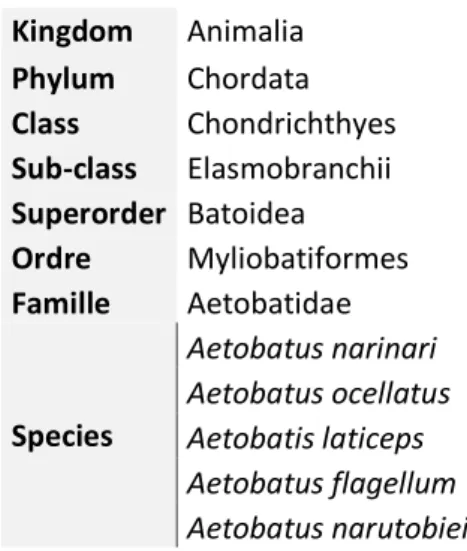Table II-I : Classification of the Aetobatidae Family 