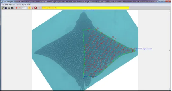 Figure IV-2 : Photo-identification using the I3S Pattern program on the right fin area