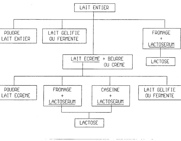 Figure  1. 1 : Shéma simplifié de la transformation du lait  et  des produits laitiers