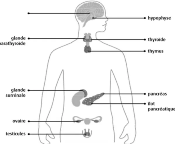 Figure 1: Localisation anatomique des organes de la sphère digestive abritant le système  endocrinien diffus 