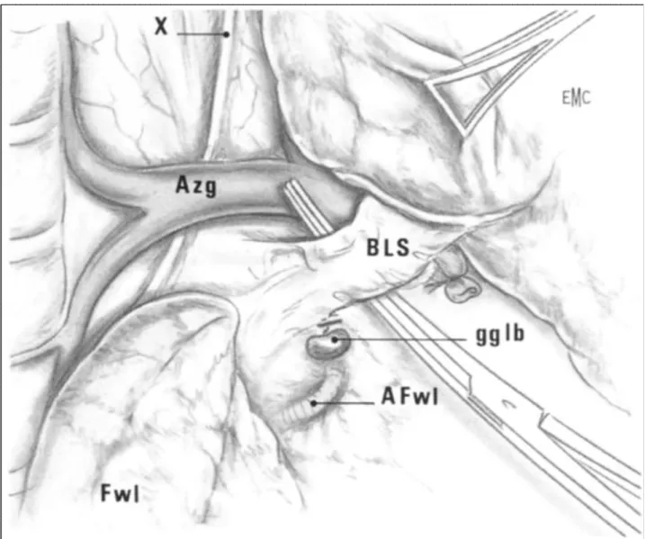 Figure 12 : Temps postérieur bronchique [3] 
