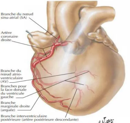 Figure 6: Artère coronaire droite : vue oblique antérieure gauche.[15] 
