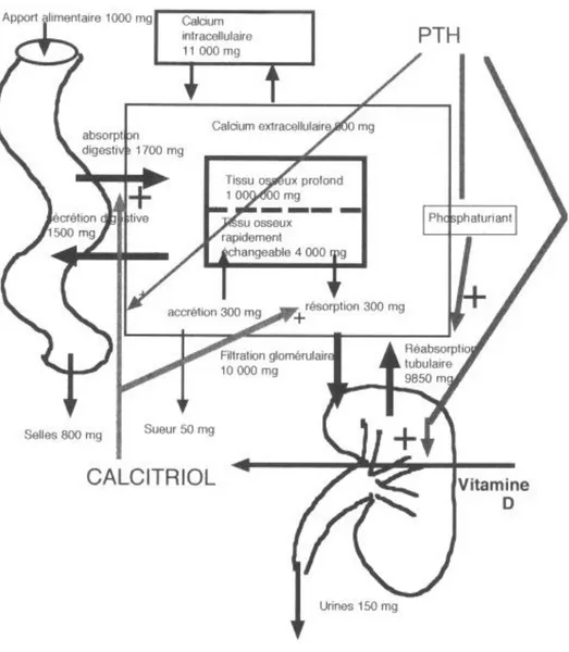 Figure 1 : Régulation des entrées et des sorties du calcium dans le corps humain (12) 