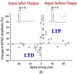 Figure 2.3: Learning Windows for synaptic plasticity (from Rajesh P. N. Rao and Adrienne Fairhall’s slides in Computational Neuroscience online course in by University of Washington)