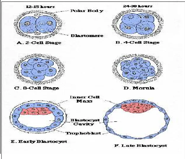 Figure 2 : Les différentes étapes de la segmentation [16] 