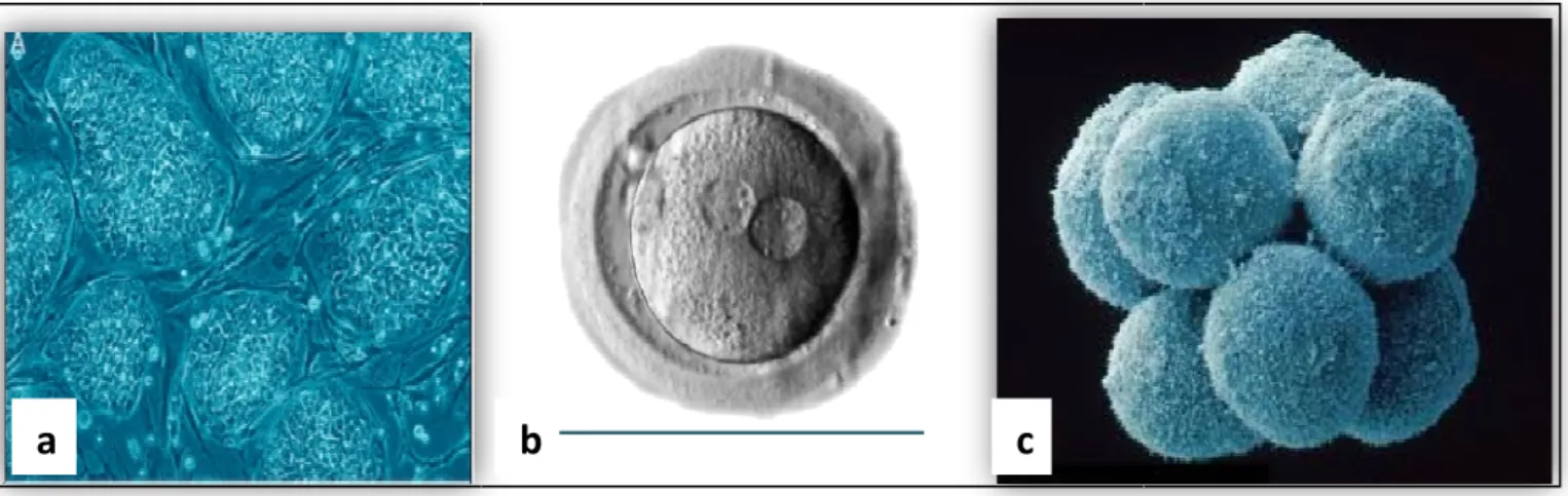 Figure 4 : a) Cellules souches embryonnaires humaines. b) Zygote (1ère cellule totipotente)