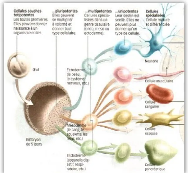 Figure 6 : Schéma résumant la différenciation des