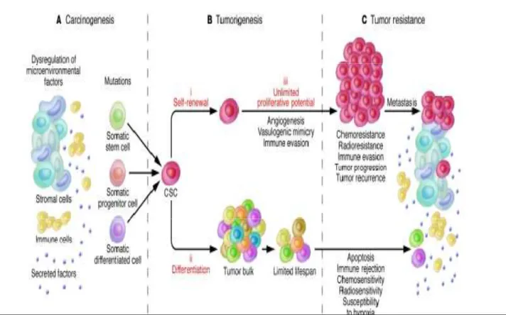 Figure 8  :  Notion de Cellules souches cancéreuses. (A) Carcinogénèse. Des tumeurs peuvent  se  développer  suite  à  la  mutation  de  gènes