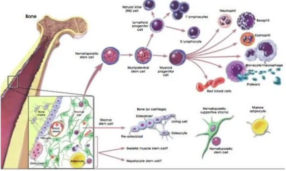 Figure 11: Hematopoietic stem cells differentiation [38]. 