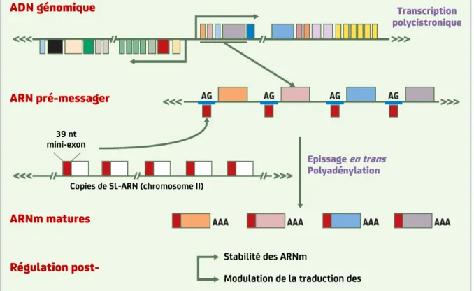 Figure 10. Organisation génique et maturation des messagers chez Leishmania 