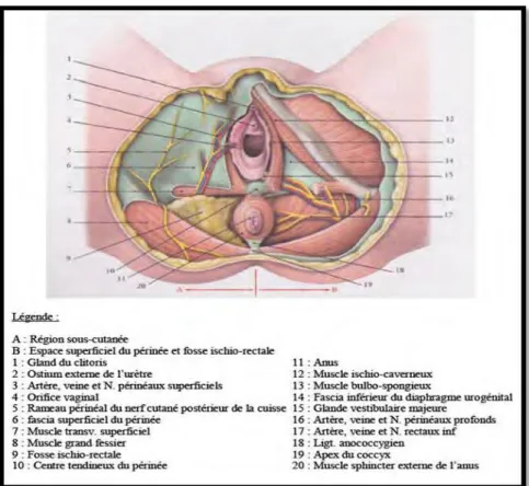 Figure n°3 : Périnée superficiel tiré de P.Kamina 