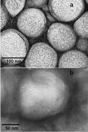 Fig. 1. TEM micrographs of GSNO-loaded sterically  stabilized  cationic  liposomes  (SSCL):  a)  Overview,  b) Individual liposome micrograph highlighting the  multilamellar  structure