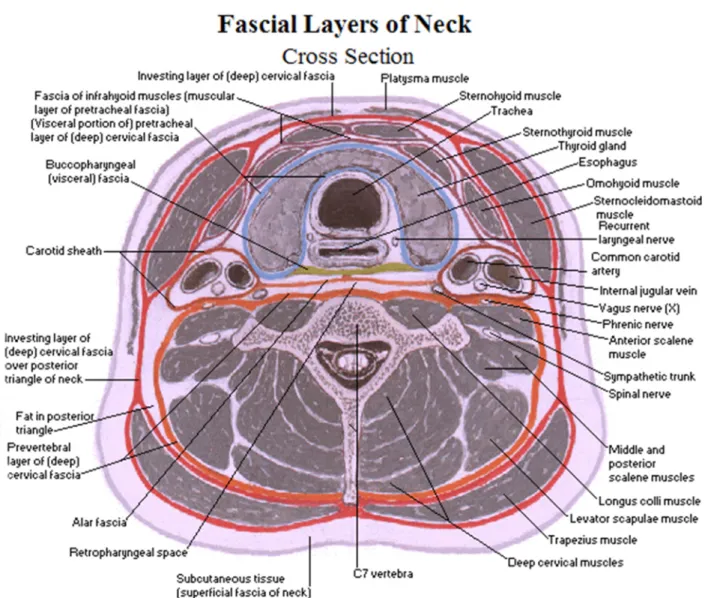 Figure 3 : Les fascias du cou (coupe transversale) 