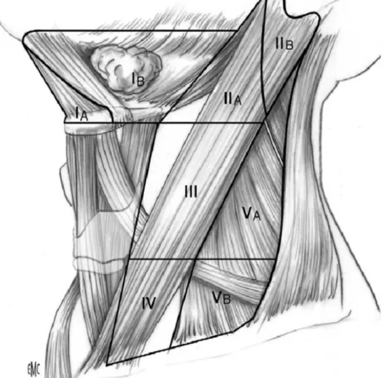 Figure 9 : Systématisation des ganglions du cou [7] 