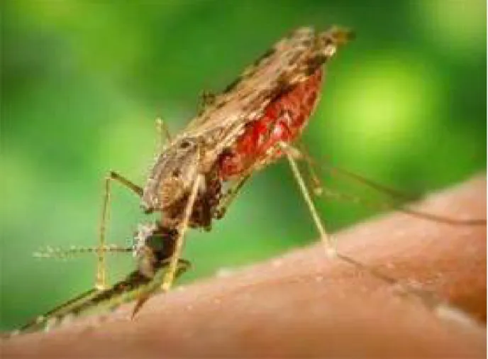 Figure 4: Plasmodium est transmis à l’homme à l’opportunité d’une piqûre de moustique