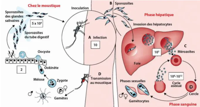 Figure 5: Cycle évolutif du plasmodium  [5]