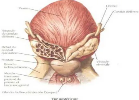 Figure 3: Vue postérieure de la vessie [NETTER] 