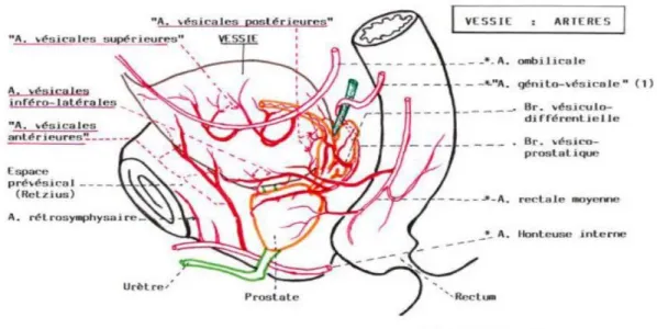 Figure 4: Vascularisation artérielle de vessie. 