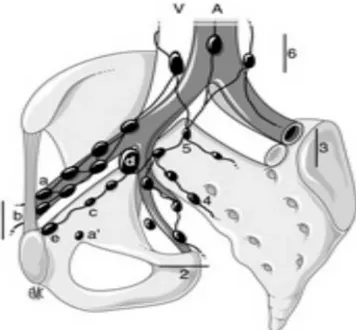 Figure 6: Schéma en vue oblique de la répartition des chaînes ganglionnaires pelviennes  autour des vaisseaux