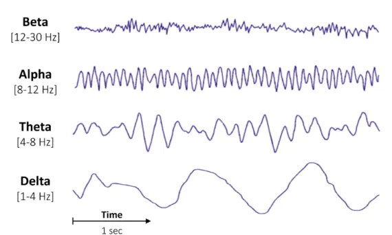 Figure 2.4 – Les différents types d’ondes en EEG (Source : raphaelvallat.com) Potentiels évoqués