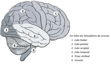 Figure 2.1 – Les différents lobes du cerveau (Source : icm-institute.org)