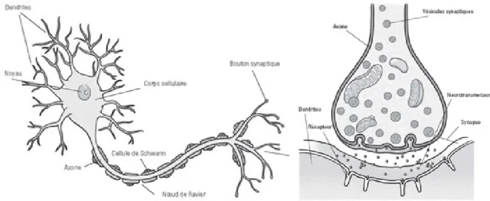 Figure 2.2 – Représentation schématique du neurone (partie gauche) et de la synapse (partie droite) (Source : icm-institute.org)
